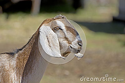 Side Profile Head of Nubian Goat Stock Photo
