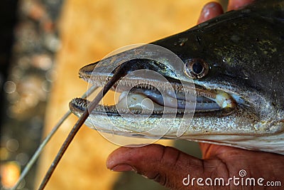 Side profile of the helicopter catfish (Wallago attu) with an open mouth showing its teeth Stock Photo