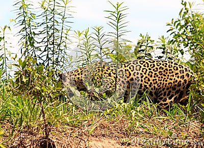 Side profile of a wild Jaguar walking along the shoreline in The Pantanal, Brazil Stock Photo