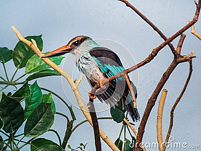 Side Profile of a Kingfisher Stock Photo