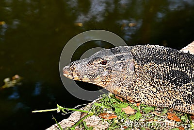 Side profile of a monitor lizard Stock Photo