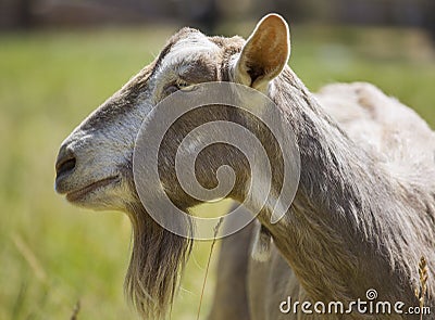 Side profile of nanny goat Stock Photo