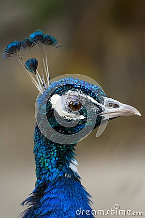 Side profile photo of Indian peafowl Pavo cristatus Stock Photo