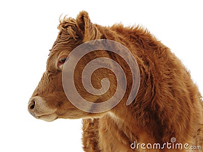 Side Profile of Steer Stock Photo