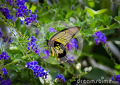 Side profile view of a monarch butterfly Stock Photo