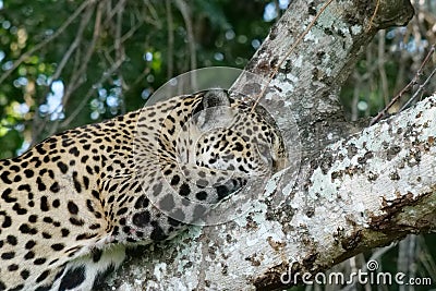 Side profile of a young jaguar - Panthera onca - lying in a tree. Location: Porto Jofre, Pantanal, Brazil Stock Photo