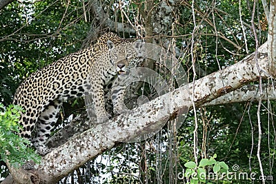 Side profile of a young jaguar - Panthera onca - standing on a the branch of a tree. Location: Porto Jofre, Pantanal, Brazil Stock Photo