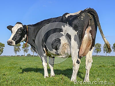 Side rear view of a cow with full udder, rope around her neck, standing on a pasture. Stock Photo