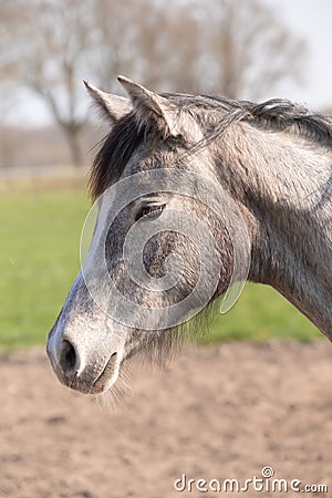 Side shot of a beautiful young warm-blood horse. He is listening with his ears perked up. Beautiful grey color Stock Photo