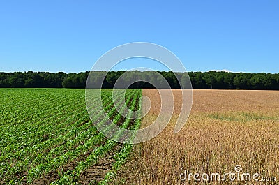 Side by side green Corn and golden wheat fields Stock Photo