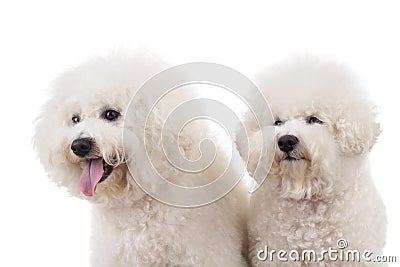 Side of two cute bichon frise dogs Stock Photo