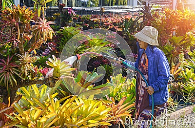 Side view of adult woman watering different types of colorful bromeliad plants in ornamental plant nurseries at home Stock Photo