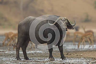 Side view of African Buffalo bull (Syncerus caffer) Stock Photo