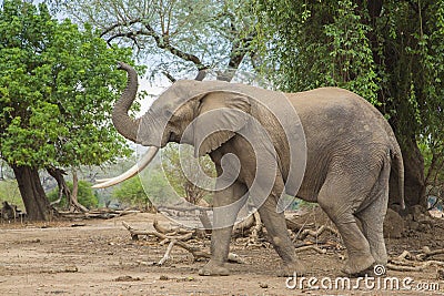 Side view of an African Elephant bull with trunk up Stock Photo