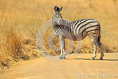 Zebra in Madikwe Stock Photo