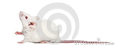 Side view of an albino white mouse looking up, Mus musculus Stock Photo