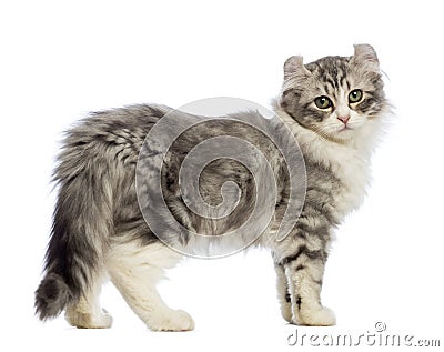 Side view of an American Curl kitten, 3 months old, looking at the camera Stock Photo