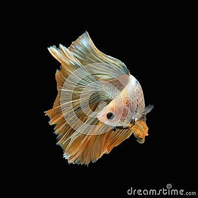 Side view angle of golden halfmoon marble grizzle betta siamese fighting fish Stock Photo