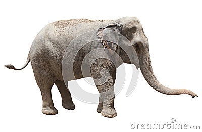 Side view of asian elephant playing isolated white background us Stock Photo