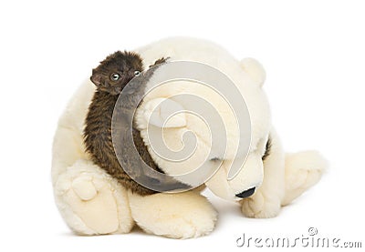 Side view of baby blue-eyed black lemur holding to a teddy bear Stock Photo