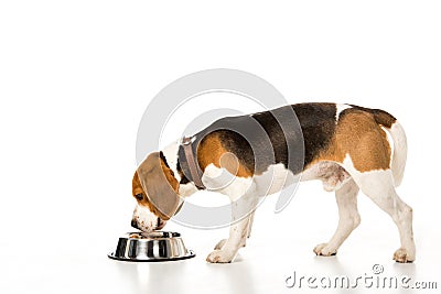 side view of beagle dog eating dog food isolated on white Stock Photo