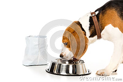 side view of beagle eating dog food Stock Photo