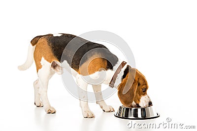 side view of beagle eating dog food Stock Photo