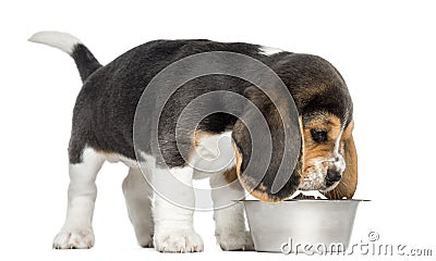 Side view of a Beagle puppy sniffing food in a bowl, isolated Stock Photo