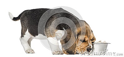 Side view of a Beagle puppy sniffing food, isolated Stock Photo