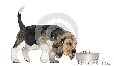 Side view of a Beagle puppy standing, sniffing food in a bowl Stock Photo