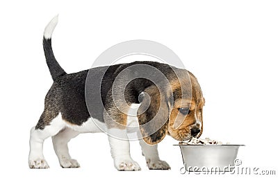 Side view of a Beagle puppy standing, sniffing food in a bowl Stock Photo