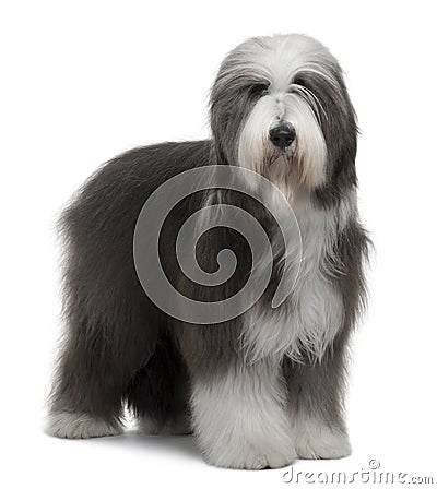 Side view of Bearded Collie, 1 Year Old, standing Stock Photo
