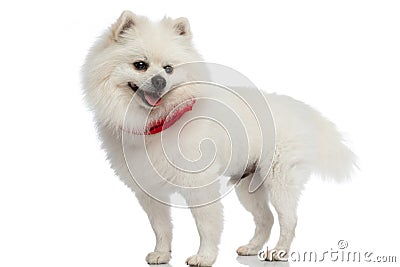 Beautiful pomeranian dog wearing a red bandana Stock Photo