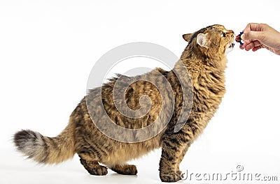 View beautiful Siberian cat eating Stock Photo