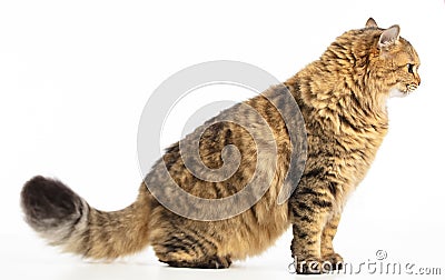 Side view beautiful Siberian cat isolated on Stock Photo