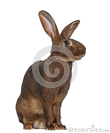 Side view of Belgian Hare Stock Photo