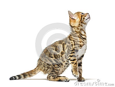 Side view of a bengal cat kitten getting to know on hind legs Stock Photo