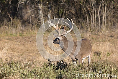 Side view of big whitetail buck Stock Photo