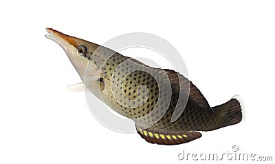 Side view of a Bird wrasse female swimming up Stock Photo