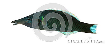 Side view of a Bird wrasse male, Gomphosus varius Stock Photo