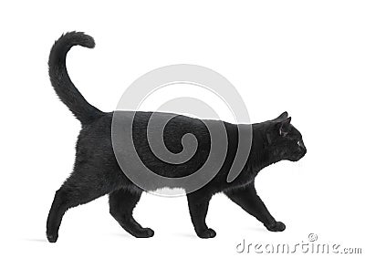 Side view of a Black Cat walking Stock Photo