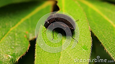 Side View of Black Scarabaeid Beetle on Leaves Stock Photo