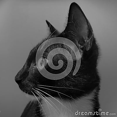 Black and white tuxedo cat Stock Photo
