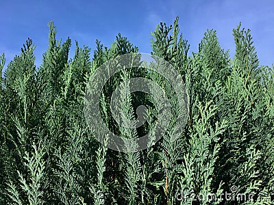 Side view of a blue cypress Stock Photo