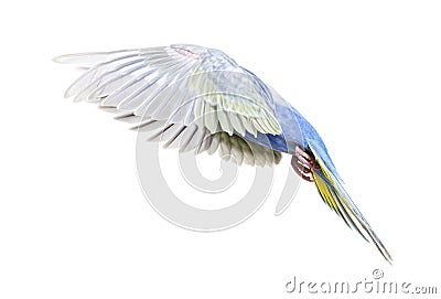 Side view of a Blue rainbow Budgerigar bird flying wings spread Stock Photo