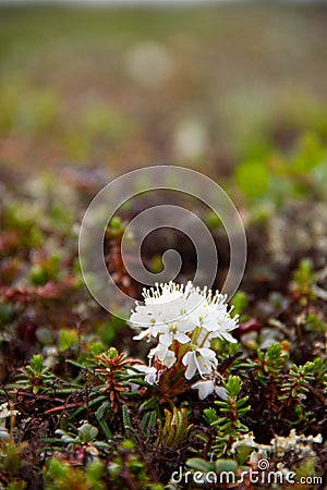 Side view of Bog Labrador Tea flower found north of Arviat, Nunavut Stock Photo