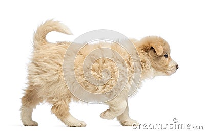 Side view of a Border Collie puppy, 6 weeks old, walking Stock Photo