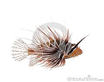 Side view of a Broadbarred firefish, Pterois antennata Stock Photo