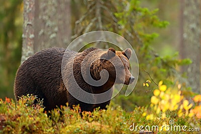 Side view of a brown bear in a forest in fall season Stock Photo