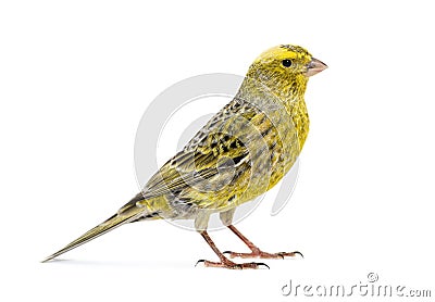 Side view of a Canary - Colored LIZZARD - standing Stock Photo
